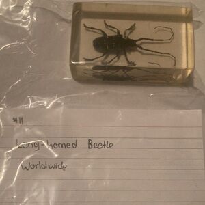 Long Horned Beetle - worldwide
